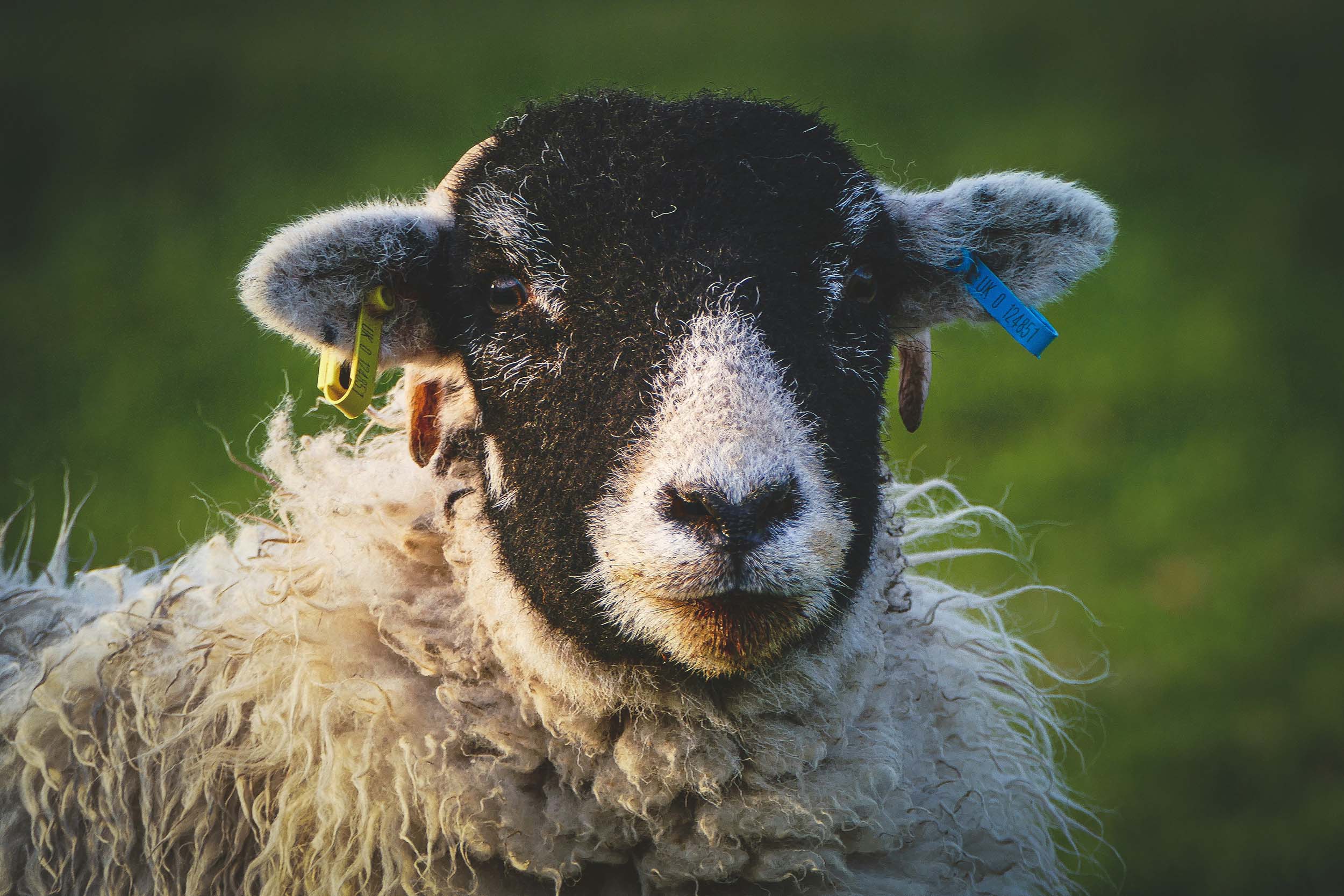 Close up of a sheep's head showing the great Yorkshire show